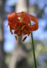Lilium pardalinum pitkinense