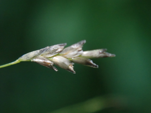 Eragrostis tenuifolia