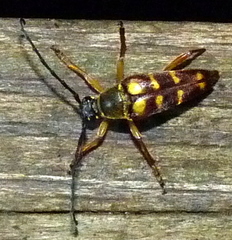 Typocerus velutinus