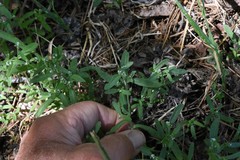 Cryptantha muricata denticulata