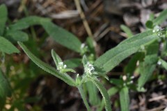 Cryptantha muricata denticulata