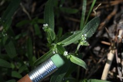 Cryptantha muricata denticulata