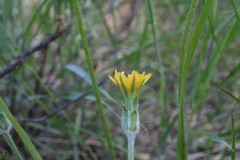 Agoseris retrorsa