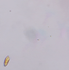 Cryptista