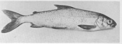 Scottish Whitefish photo 2