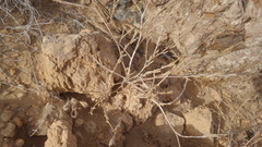 Erucaria hispanica