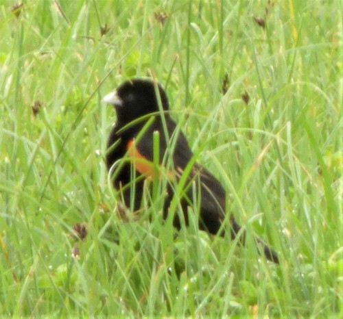 Fan-tailed Widowbird