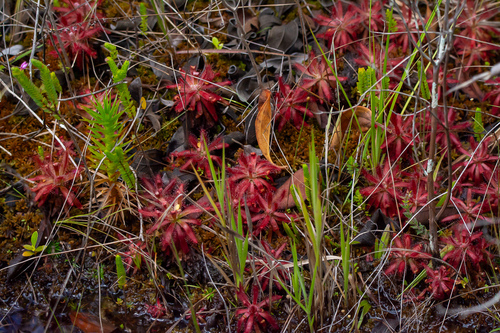 Drosera graomogolensis