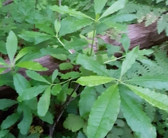 Rhododendron occidentale