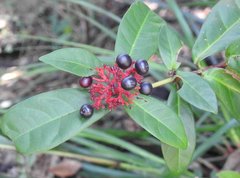 Ixora chinensis