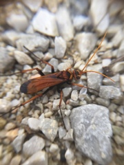 Cryptocheilus annulatus