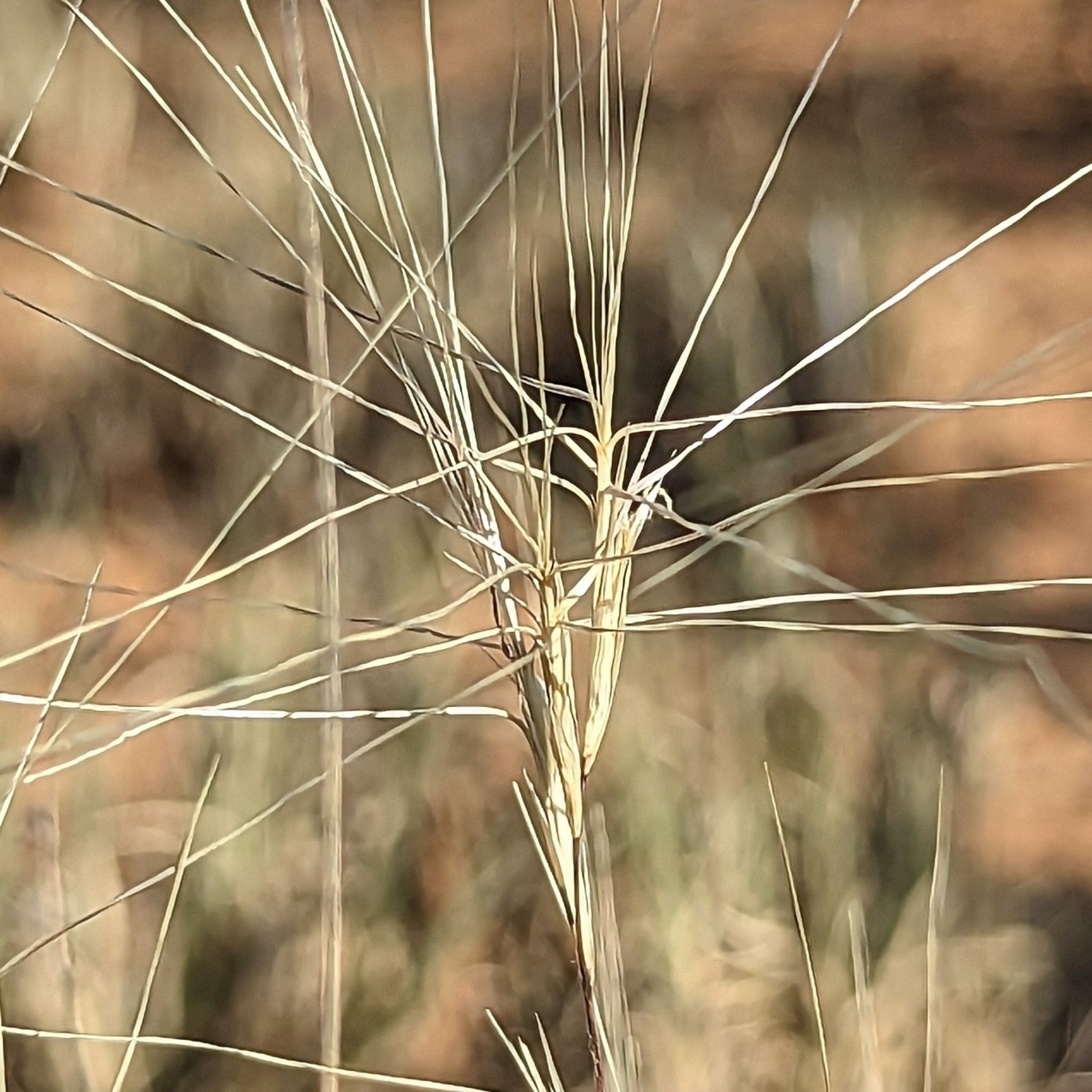 Scleropogon brevifolius