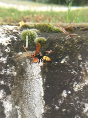 Cryptocheilus annulatus