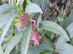 Clerodendrum fortunatum
