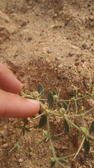 Zygophyllum indicum
