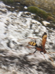 Cryptocheilus annulatus