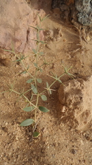 Zygophyllum indicum