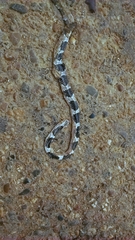 Bungarus candidus