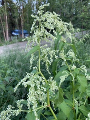 Koenigia alaskana