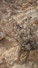 Forsskaolea tenacissima
