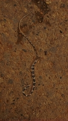 Bungarus candidus