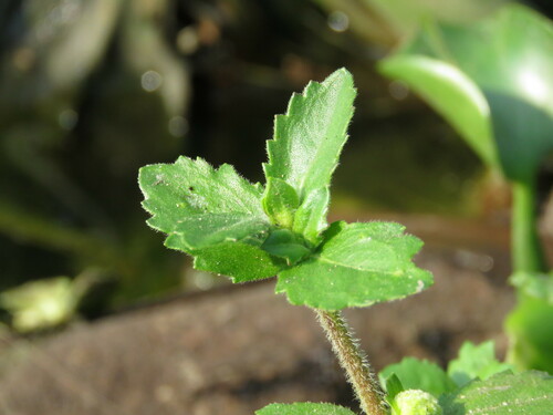 Image of Enydra sessilis by (c) Pablo Cauã da Silva Toledo, some rights reserved (CC BY)