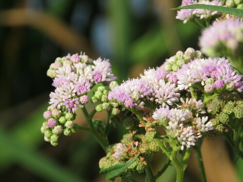 Image of Ethulia conyzoides by (c) Pablo Cauã da Silva Toledo, some rights reserved (CC BY)