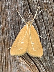 Diastictis