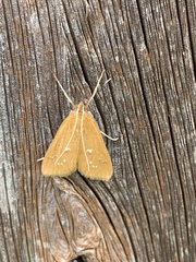 Diastictis
