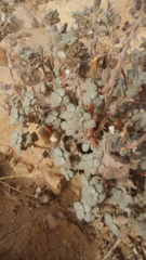Forsskaolea tenacissima