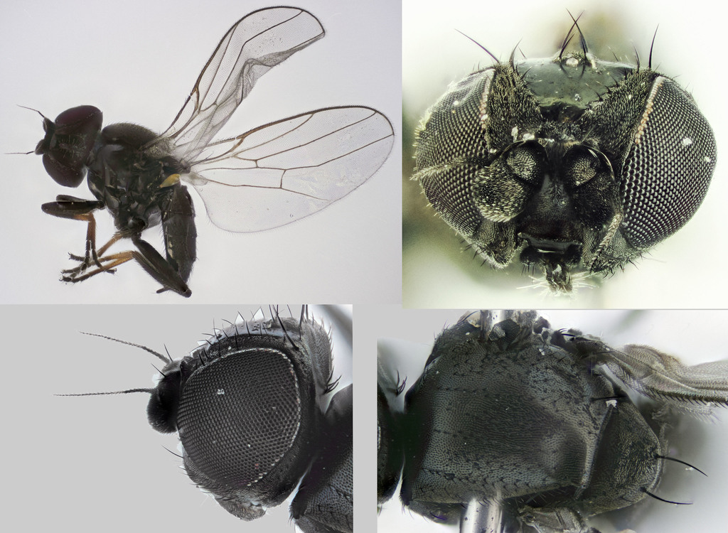 frit fly