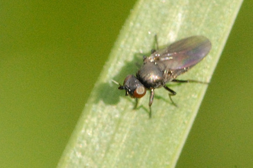 Frit Fly photo 2