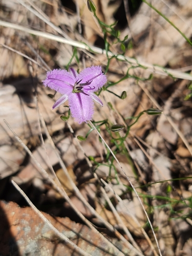 Image of Thysanotus manglesianus by (c) Belinda Forbes, some rights reserved (CC BY)
