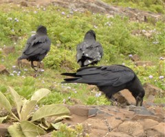 Corvus rhipidurus