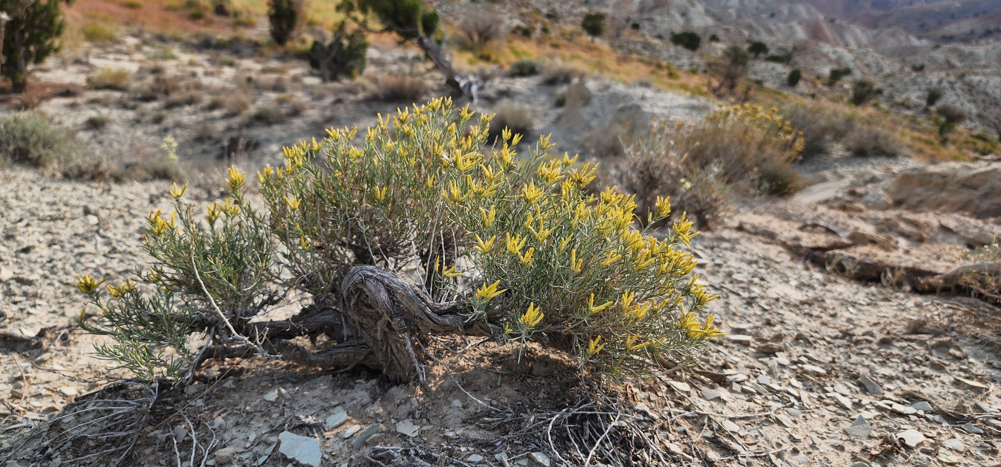 Ericameria nauseosa var. iridis