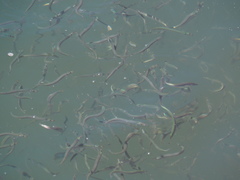 Atherinops affinis