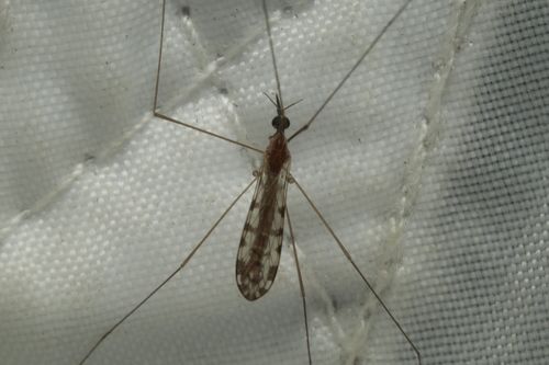 Geranomyia fremida