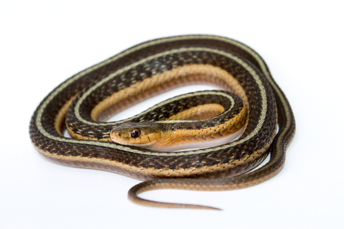 Photo of a Common Gartersnake (Thamnophis sirtalis)