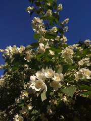 Philadelphus coronarius