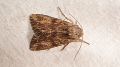 Apamea syriaca
