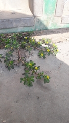 Portulaca oleracea