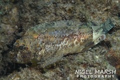 Bullrout photo 2
