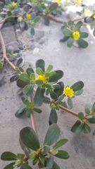 Portulaca oleracea
