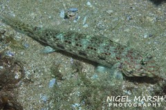 Istigobius decoratus