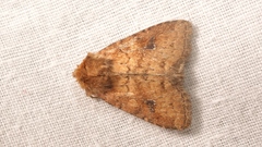 Atypha pulmonaris