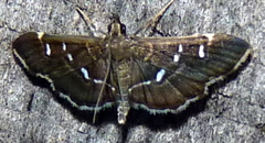 Diathrausta