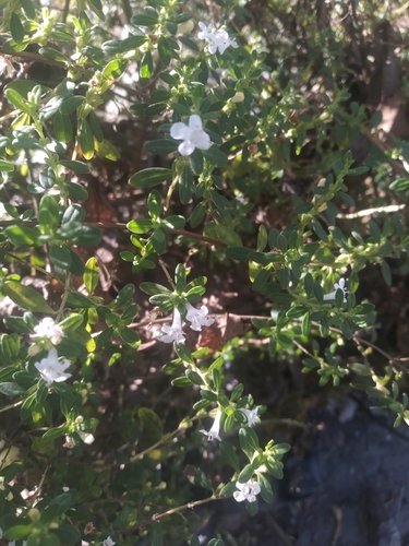 Image of Clinopodium bolivianum by no rights reserved
