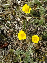 Potentilla candicans