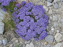 Globularia repens