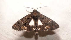 Catephia alchymista